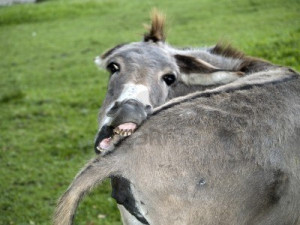 Funny Donkey……