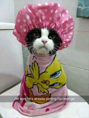 cat plotting revenge. cat after a shower