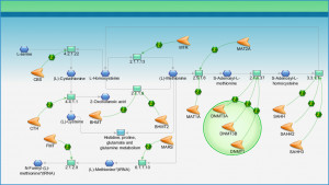 metabolic pathway map