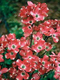 Red Pygmy' Dogwood – a dwarf, slow growing tree that is 3 ft after ...