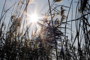 Finding Happiness One Quote at a Time