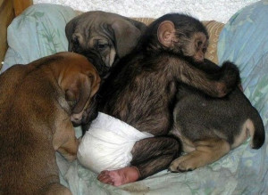 baby chimpanzee adopted by dog, cute baby chimp, dog adopted baby ...