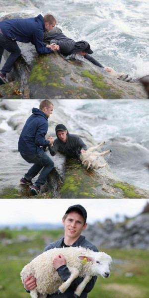 Norway People Save Sheep.....