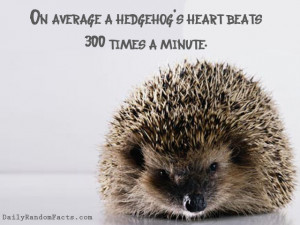 Heart) Hedgehogs