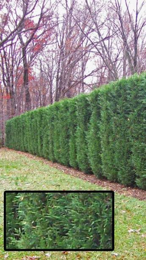 Thuja Green Giant Hedge