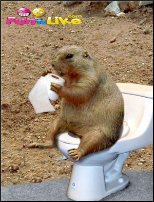 Funny Groundhog Pictures