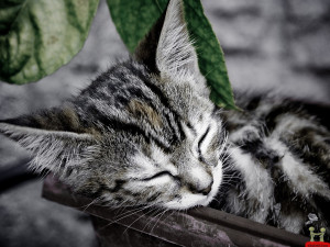 Sleeping Baby Cat HD Wallpaper
