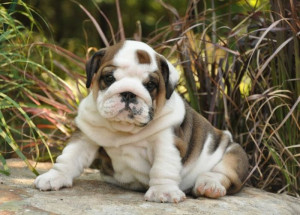 English Bulldog Puppy For Sale From Puppychase Kennels Zelda