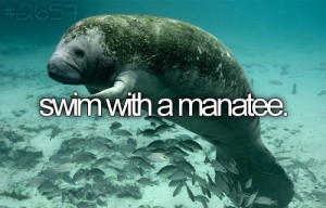 love manatees! :DCrystals, Buckets Lists, Endangered Species, Dugong ...
