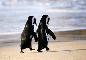 Two penguins walk together - Image Page