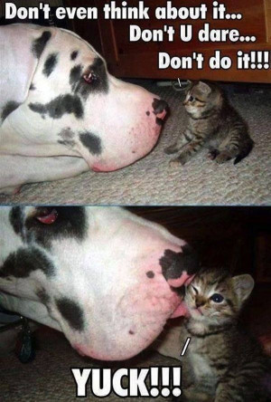 Great Dane and Kitten. Funny.