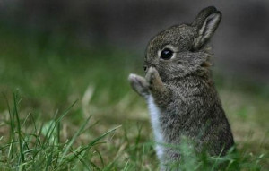 Cute Baby Animals Bunnies