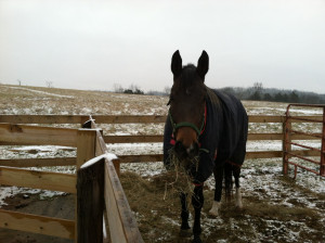 April seems to be happy being outdoors even in mud. The hay bale ...