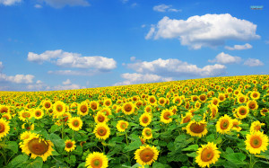 flower-wallpapers-sunflowers-field-wallpaper-wallpaper-32664.jpg