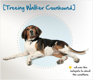 Treeing Walker Coonhound - condition checker