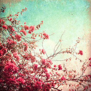 Pink Flowers on a Textured Blue Sky (Vintage Flower Photography) Art ...