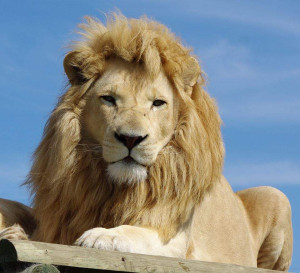 Lion Quotes Courage Lions also symbolize the sun.