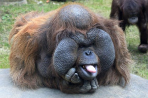Funny Orangutan Face Funny oranguta.