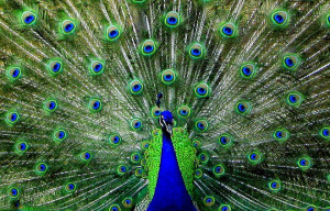 The tale of how the peacock got his eyespots has taken a new turn.