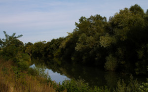 Trees on a river bank background