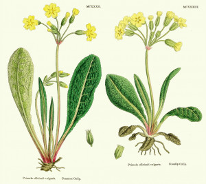 The families of flowering plants