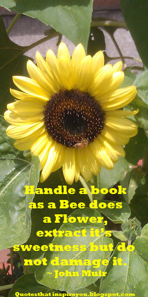 What Do Bees and Books Have in Common?
