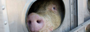 Animal Ethics Part 1 – The Animal Loving Meat Eater