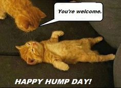 hump day! funni stuff, anim, laugh, funny pictures, funny cats, funny ...