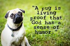 pug is living proof that God has a sense of humor. More