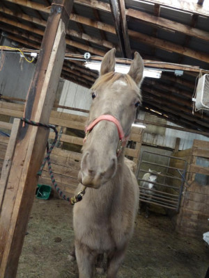 Discuss TWH gelding Champagne? at the Horse Colors / Genetics forum ...
