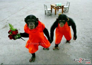 Funny monkeys love couple which is very hilarious and these funny ...