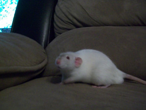 My pet Rats-100_4564.jpg