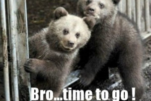 funny bear cubs on the go funny bear cubs on the go