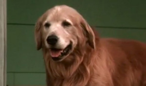 Homeward Bound Sassy