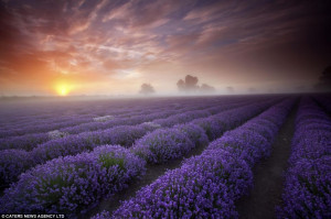 ... pictures capture majestic beauty of England's famous lavender fields