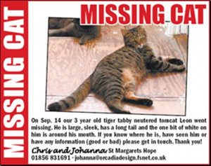 Missing cat advert