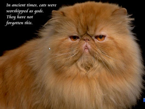 Cats and Quotes Scenic Reflections 3.0 : A beautiful Persian Cat