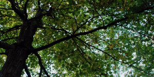 Seba Beach Car Thief Hides From Police In Tree