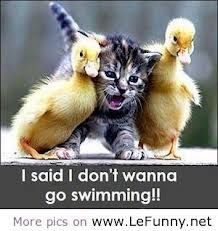 funny swimming quotes handsome