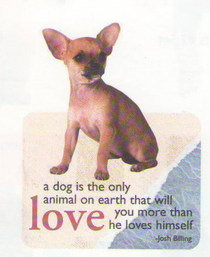 Sayings and quotes Wang Chan magnet ☆ Chihuahua Eastern Beaver ...