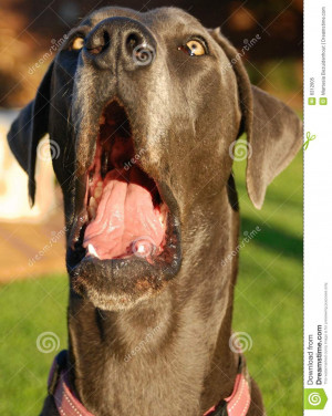 Blue Great Dane Pulling Funny Face Bringing Humorous Effect