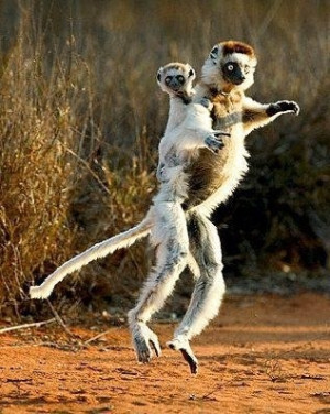 Lemur Quotes Pictures