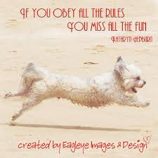 Top 40 Photo & Funny Animal Pictures With Quotes and Dunny Images ...