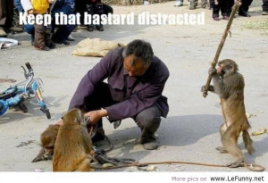 monkey quotes funny monkey image and wallpaper funny monkey picture ...
