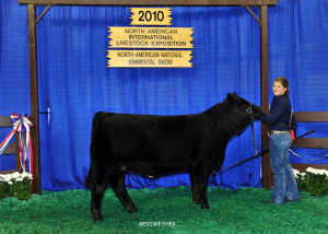 hose who show cattle don t raise cattle for beef