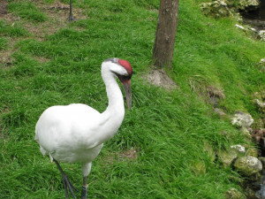 Sunday's for the Birds: The Whooping Crane Fan Club is Growing . . .
