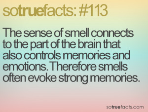 The sense of smell connects to the part of the brain that also ...