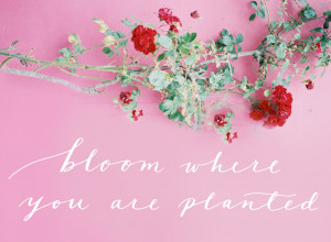 Bloom Where You Are Planted - Flower Quote