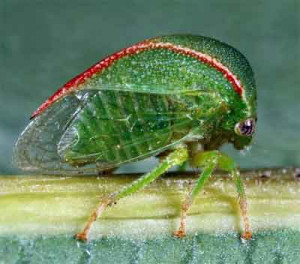 CLICK TO ENLARGE: Three-cornered alfalfa hopper.