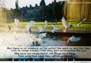 Quran 6-38 - Islamic Quotes, Hadiths, Duas